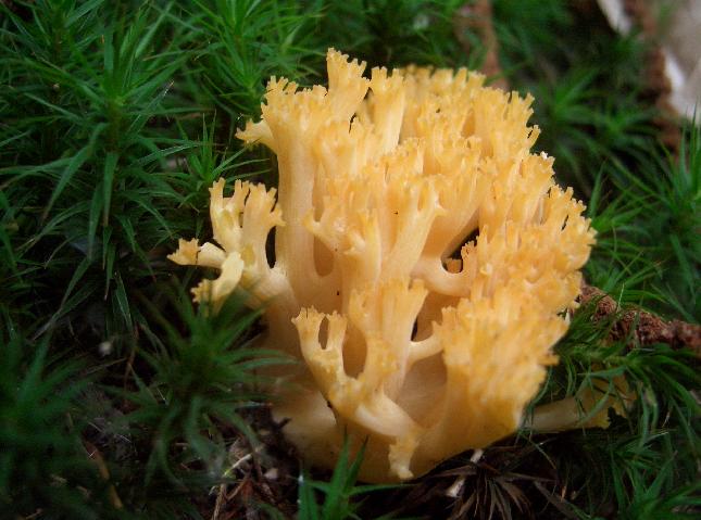 Escursione 11/08/2009